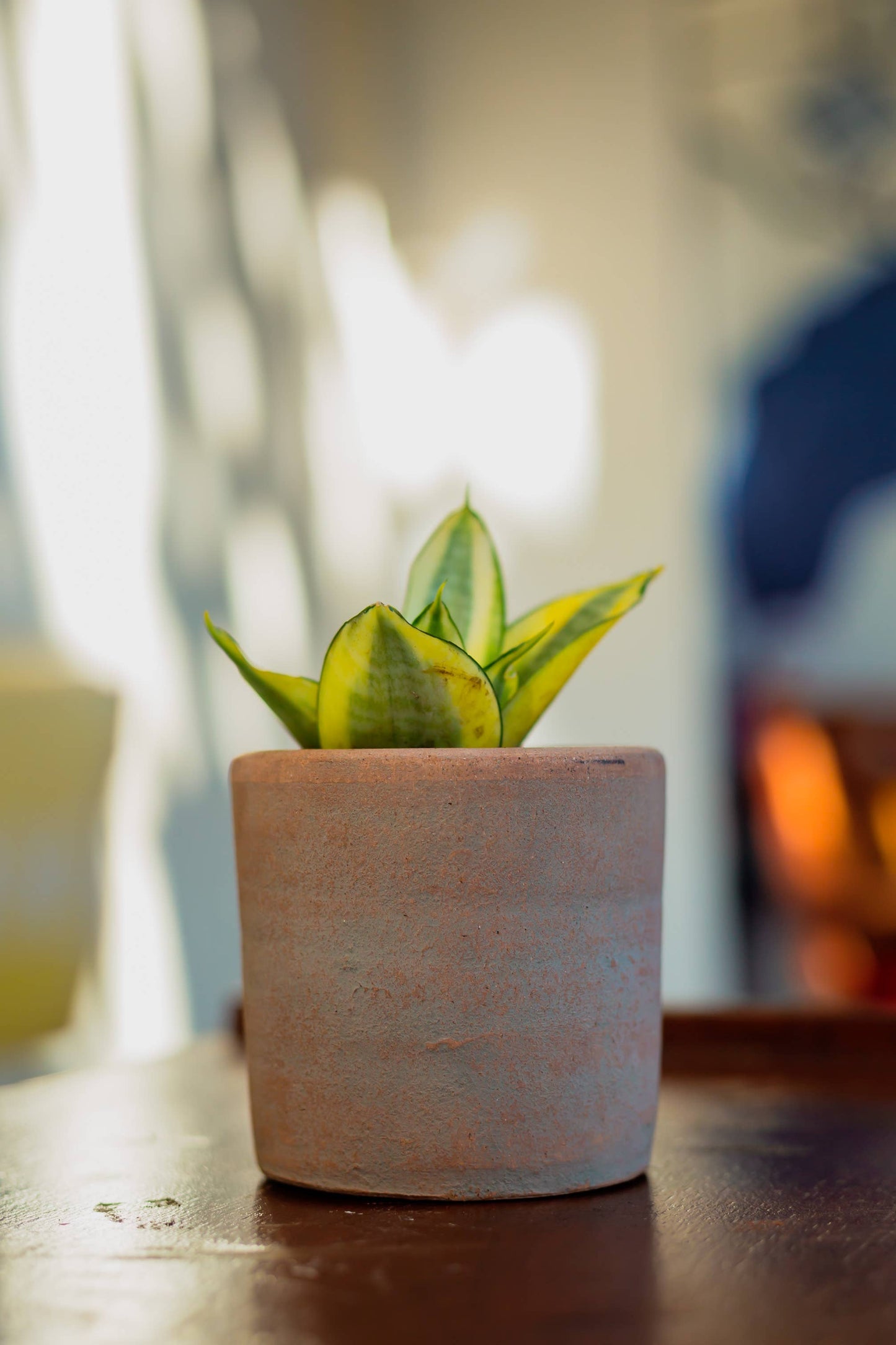 Small Cylinder Concrete-washed Planter